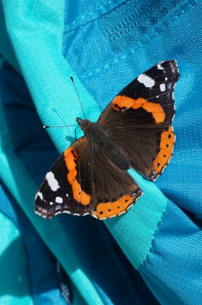2015-09-27 Schmetterling