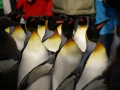 Pinguin - Parade